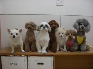犬のほいくえん