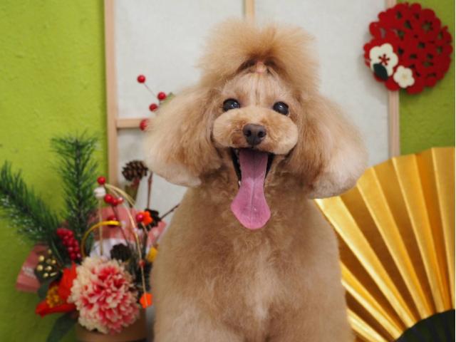 Pet Lifeトリミングららぽーと和泉店 トリマースタッフ大募集 接客スタッフ 大阪府 和泉市 ペット求人ナビ Pet Lifeトリミングららぽーと和泉店 トリマースタッフ大募集 接客スタッフ 大阪府 和泉市 ペット求人ナビ