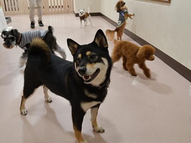 犬の一時お預かり施設 ドッグキャンパス ららぽーと内 トレーナー 千葉県 船橋市 ペット求人ナビ 犬の一時お預かり施設 ドッグキャンパス ららぽーと内 トレーナー 千葉県 船橋市 ペット求人ナビ