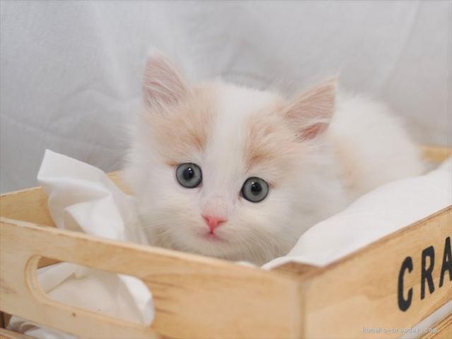 飼育スタッフの求人情報 ペット求人ナビ 飼育スタッフの求人情報 ペット求人ナビ