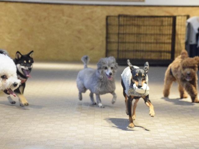 急募：ペットホテル　宿直スタッフ