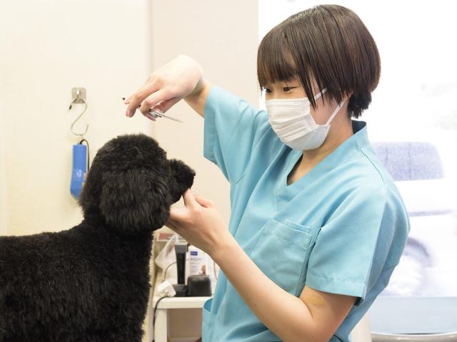杉並で働く経験者トリマーさん大募集！（動物病院併設サロン）