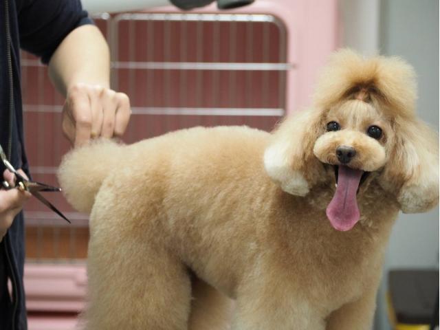 Pet Lifeトリミングららぽーと和泉店 トリマースタッフ大募集 接客スタッフ 大阪府 和泉市 ペット求人ナビ Pet Lifeトリミングららぽーと和泉店 トリマースタッフ大募集 接客スタッフ 大阪府 和泉市 ペット求人ナビ