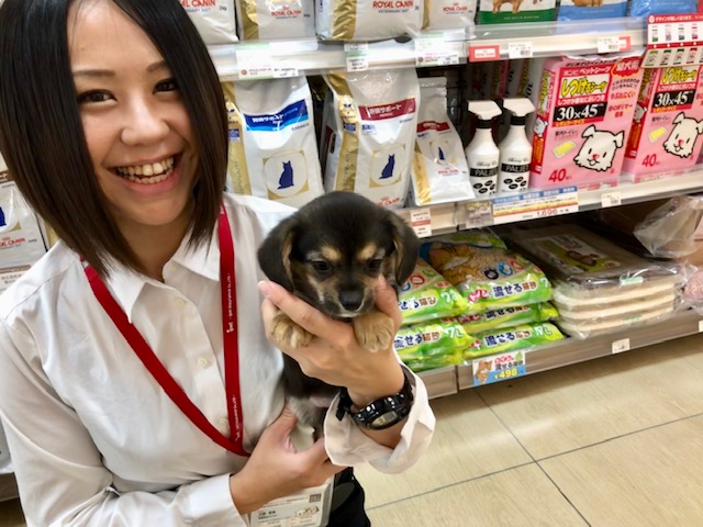 ワンラブ カインズホーム昭島店 接客販売スタッフ 募集 接客スタッフ 東京都 昭島市 ペット求人ナビ ワンラブ カインズホーム昭島店 接客販売スタッフ 募集 接客スタッフ 東京都 昭島市 ペット求人ナビ