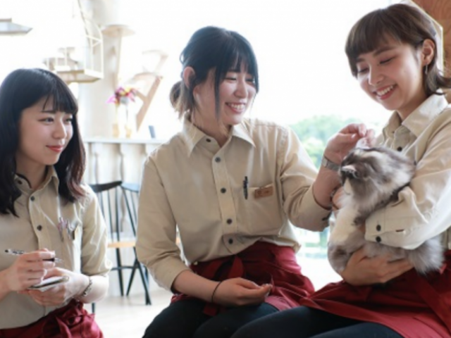 猫カフェスタッフ 未経験者歓迎 正社員 アルバイト同時募集中 接客スタッフ 東京都 新宿区 ペット求人ナビ 猫カフェスタッフ 未経験者歓迎 正社員 アルバイト同時募集中 接客スタッフ 東京都 新宿区 ペット求人ナビ