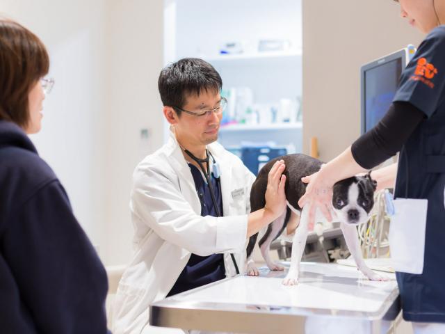 経験者獣医師急募 リヴ動物病院 福岡県糟屋郡須恵町 獣医師 有資格者のみ 福岡県 糟屋郡須惠町 ペット求人ナビ 経験者獣医師急募 リヴ動物病院 福岡県糟屋郡須恵町 獣医師 有資格者のみ 福岡県 糟屋郡須惠町 ペット求人ナビ